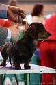 Crufts2011_2 1244